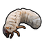 Grubs