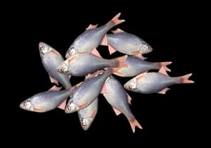 DayZ Bitterlings small fish food item image