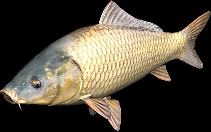 DayZ Carp fish item image