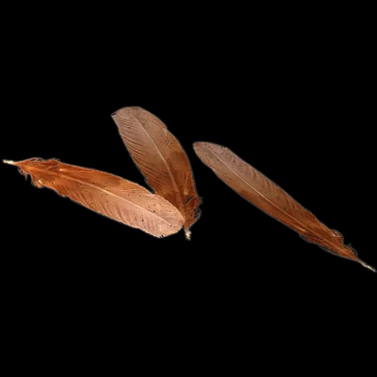 Feathers
