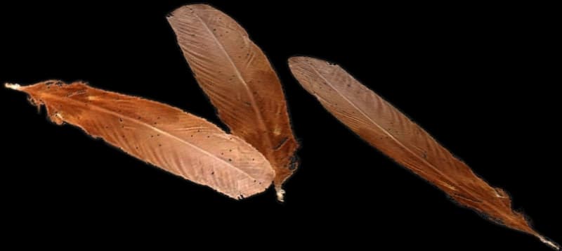 DayZ Chicken Feathers wildlife resource item image