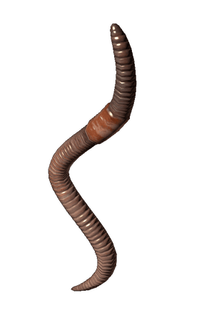 DayZ Earthworm fishing bait item image