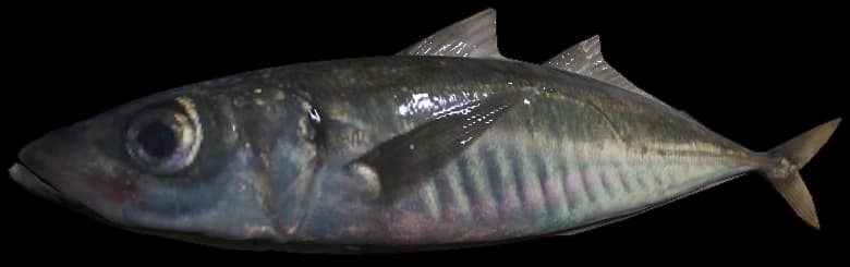 DayZ Mackerel fish item image