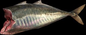 DayZ Mackerel Fillet fish food item image