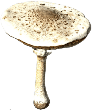 DayZ Parasol Mushroom food item image