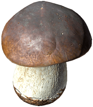 DayZ Penny Bun mushroom food item image