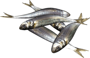 DayZ Sardines fish food item image