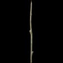 Sharpened Stick