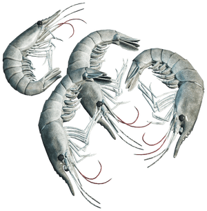 DayZ Shrimp seafood food item image