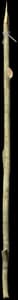 DayZ Simple Fishing Rod item image