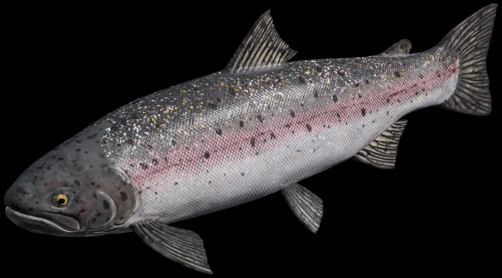 DayZ Steelhead Trout fish item image