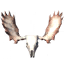 Headdress of the Caller icon