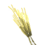 Barley icon