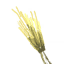 Barley icon