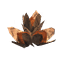 Beech Seeds icon