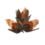 Beech Seeds icon