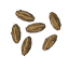 Carrot Seeds icon