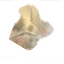 Chitin icon
