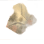 Chitin icon