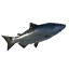 Tuna icon