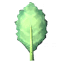 Kale icon