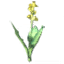 Seed Kale icon