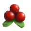 Lingonberries icon