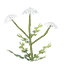 Seed-carrot icon
