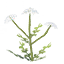 Seed-carrot icon
