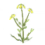Seed-turnip icon