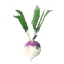 Turnip icon
