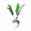 Turnip icon