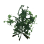 Ivy icon
