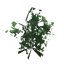Ivy icon