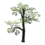 Oak Sapling icon