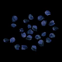 Blue Berry seed