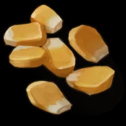Corn seed