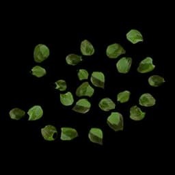 Green Berry seed