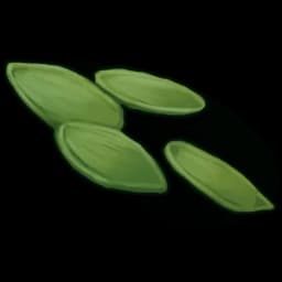 Hemp seed