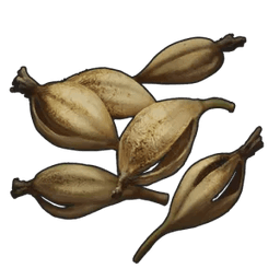 Orchid seed