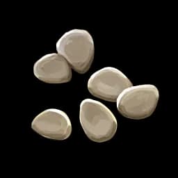 Potato seed