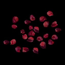 Red Berry seed