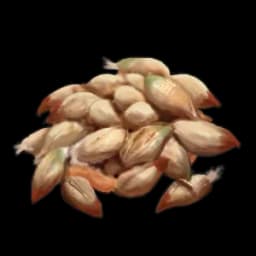 Rose seed