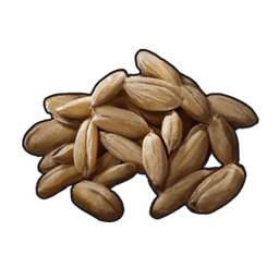Wheat seed
