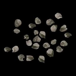 White Berry seed