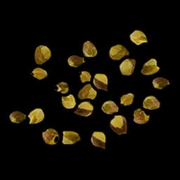Yellow Berry seed
